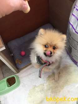 Pomeranian Tilki Surat Oyuncu Sevecen 4