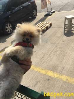 Pomeranian Tilki Surat Oyuncu Sevecen 5