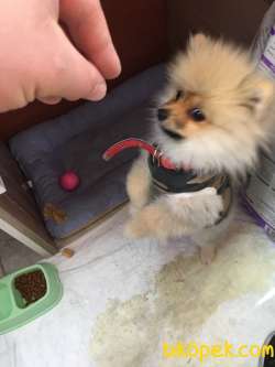 Pomeranian Tilki Surat Oyuncu Sevecen 3