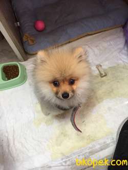 Pomeranian Tilki Surat Oyuncu Sevecen 2