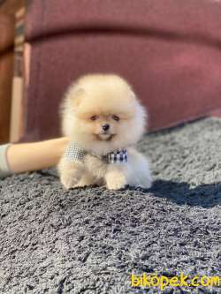 Pomeranian Yakışıklı Oğlum 4