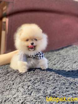 Pomeranian Yakışıklı Oğlum 1