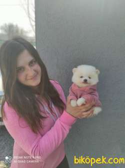 Pomeranian  Yavru (Bursa Köpek Okulu) 1
