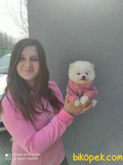 Pomeranian  Yavru (Bursa Köpek Okulu) 2
