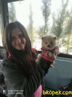 Pomeranian  Yavru (Bursa Köpek Okulu) 3