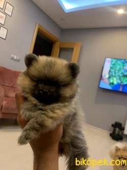 Pomeranian Yavru Piyasata Göre Cüzzi Bir Rakama Sahiplendiricem 2