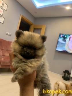 Pomeranian Yavru Piyasata Göre Cüzzi Bir Rakama Sahiplendiricem 3