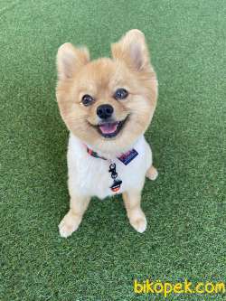 Pomeranian Yavru Piyasata Göre Cüzzi Bir Rakama Sahiplendiricem 5