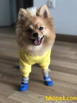Pomeranian Yavru Piyasata Göre Cüzzi Bir Rakama Sahiplendiricem 4