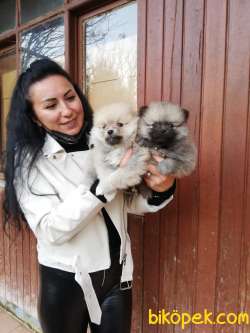 POMERANIAN YAVRULAR 5