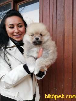 POMERANIAN YAVRULAR 3