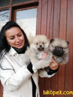 POMERANIAN YAVRULAR 1