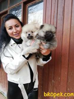 POMERANIAN YAVRULAR 2