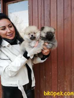 POMERANIAN YAVRULAR 4
