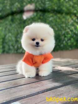 Pomeranian Yavrular 4