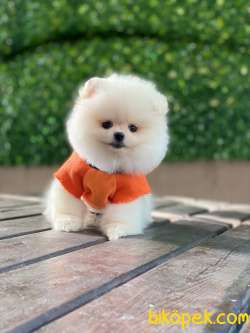 Pomeranian Yavrular 2