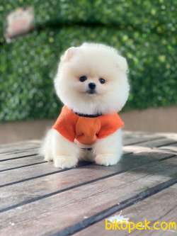 Pomeranian Yavrular 3