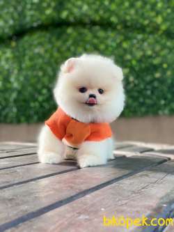 Pomeranian Yavrular 5