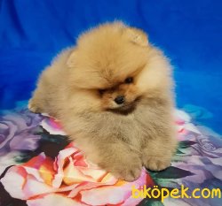 Pomeranian Yavruları 3