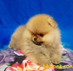 Pomeranian Yavruları 2