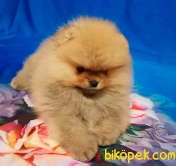 Pomeranian Yavruları 1