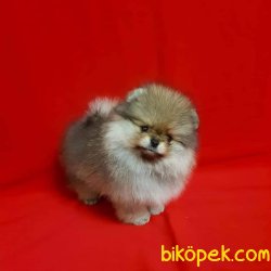 Pomeranian Yavruları 1