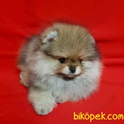 Pomeranian Yavruları 2