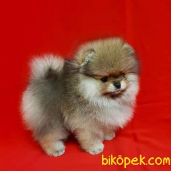 Pomeranian Yavruları 3