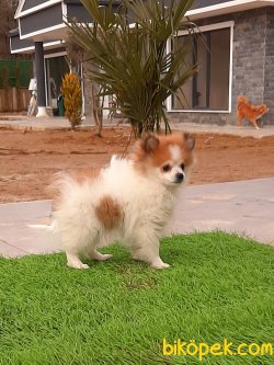 0 Numara Pomeranian Yavruları 4