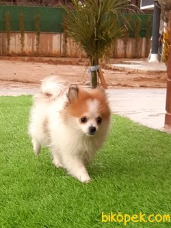 0 Numara Pomeranian Yavruları 3