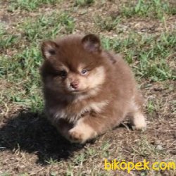 Pomeranian Yavruları 1