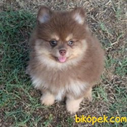 Pomeranian Yavruları 2