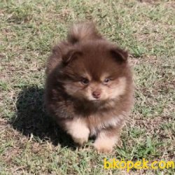 Pomeranian Yavruları 3