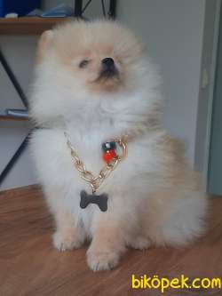 Güvenilir Adresten Pomeranian Yavruları 4