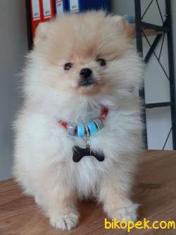 Güvenilir Adresten Pomeranian Yavruları 1