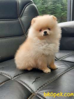 Pomeranian Yavruları 3