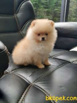 Pomeranian Yavruları 2