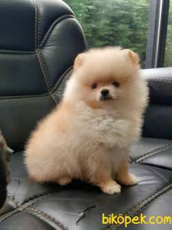Pomeranian Yavruları 4