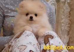 A Kalite Pomeranian Yavruları 1
