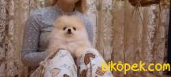 A Kalite Pomeranian Yavruları 3