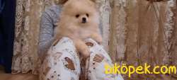 A Kalite Pomeranian Yavruları 2
