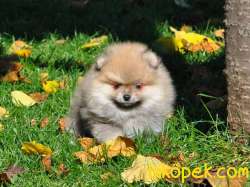 Pomeranian Yavruları 2