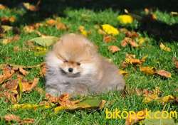Pomeranian Yavruları 4