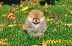Pomeranian Yavruları 1