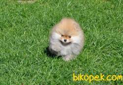 Pomeranian Yavruları 5