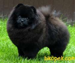 BLACK Pomeranian Yavruları 2