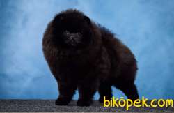 BLACK Pomeranian Yavruları 4