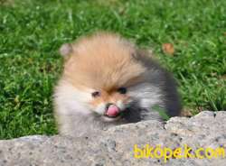 Pomeranian Yavruları 3