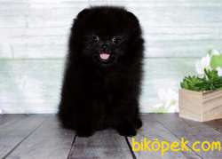 Pomeranian Yavruları BLACK 2