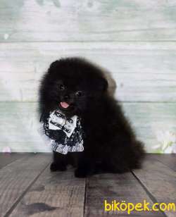 Pomeranian Yavruları BLACK 1